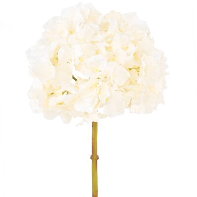 hydrangea 45 2 scaled