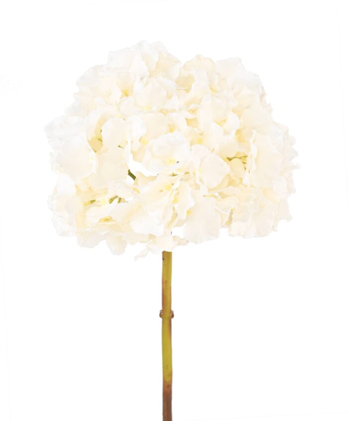 hydrangea 45 2 scaled