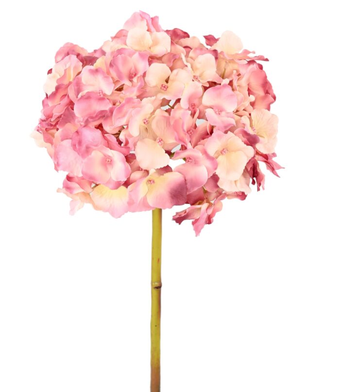 hydrangea 45 3 scaled
