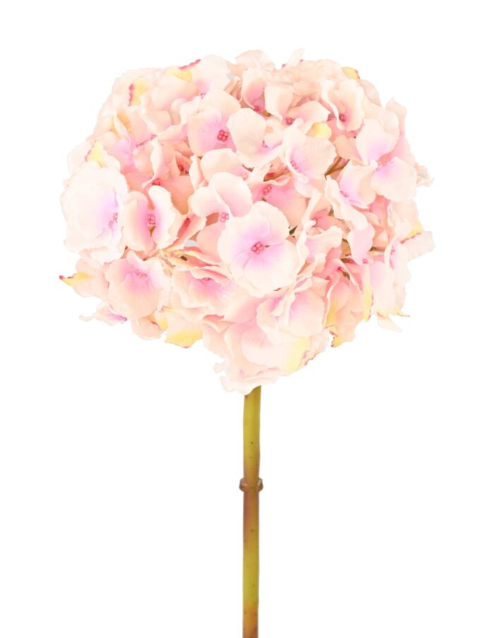 hydrangea 45 4 scaled