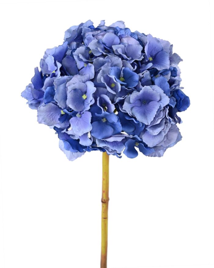 hydrangea 45 scaled