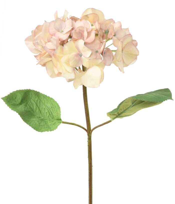 hydrangea head 1 scaled