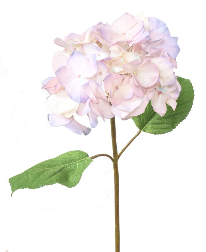 hydrangea head 2 scaled