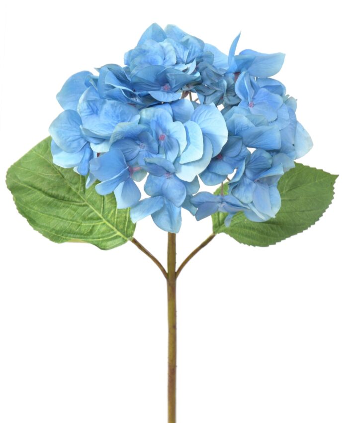 hydrangea head scaled