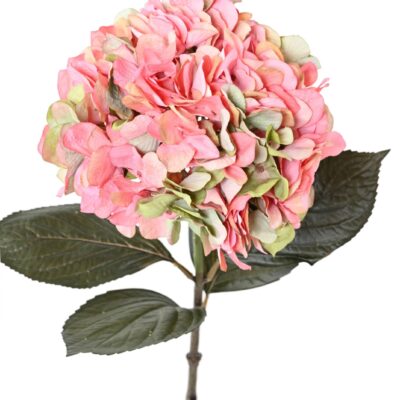 hydrangea large 1 scaled