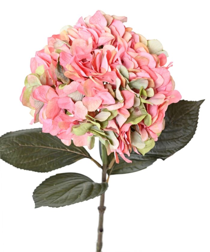 hydrangea large 1 scaled