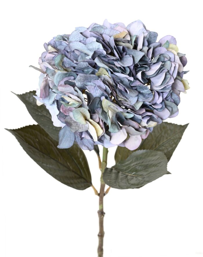 hydrangea large scaled