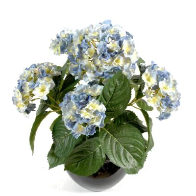 hydrangea plant 5t 1 scaled