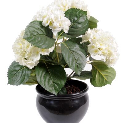 hydrangea plant 5t 2