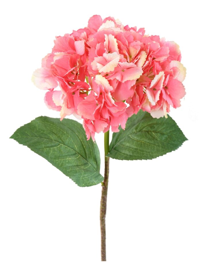 hydrangea scaled