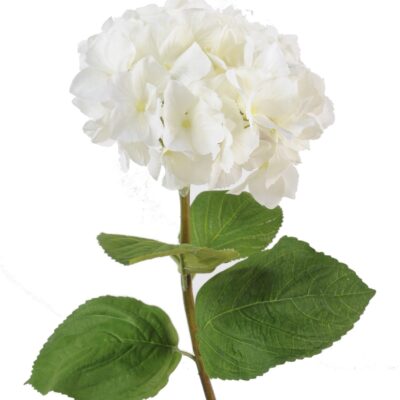 hydrangea stem 1 scaled