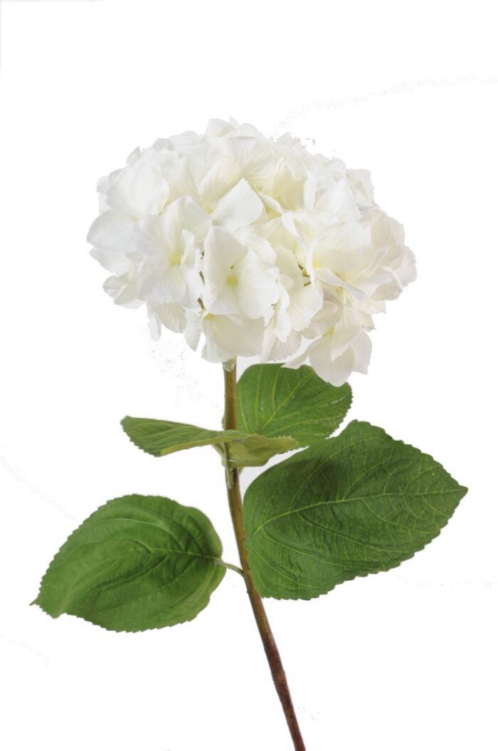 hydrangea stem 1 scaled