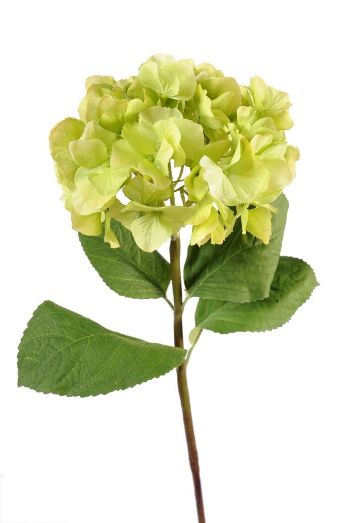 hydrangea stem scaled