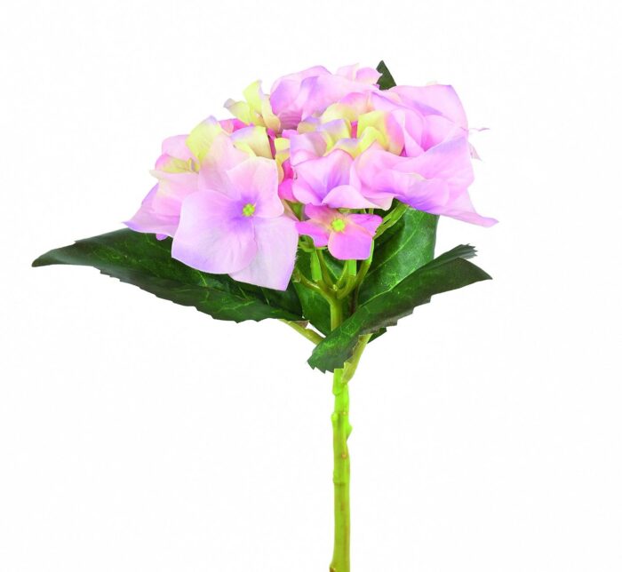 hydrangea tc