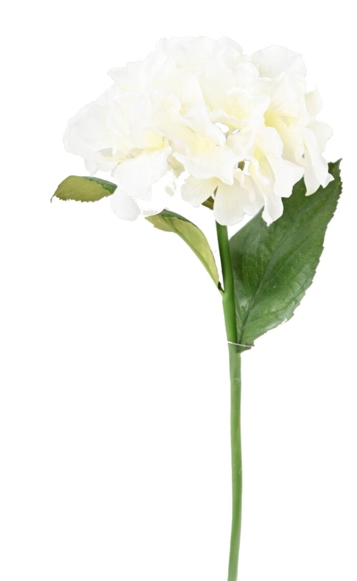 hydrangea tc2 scaled