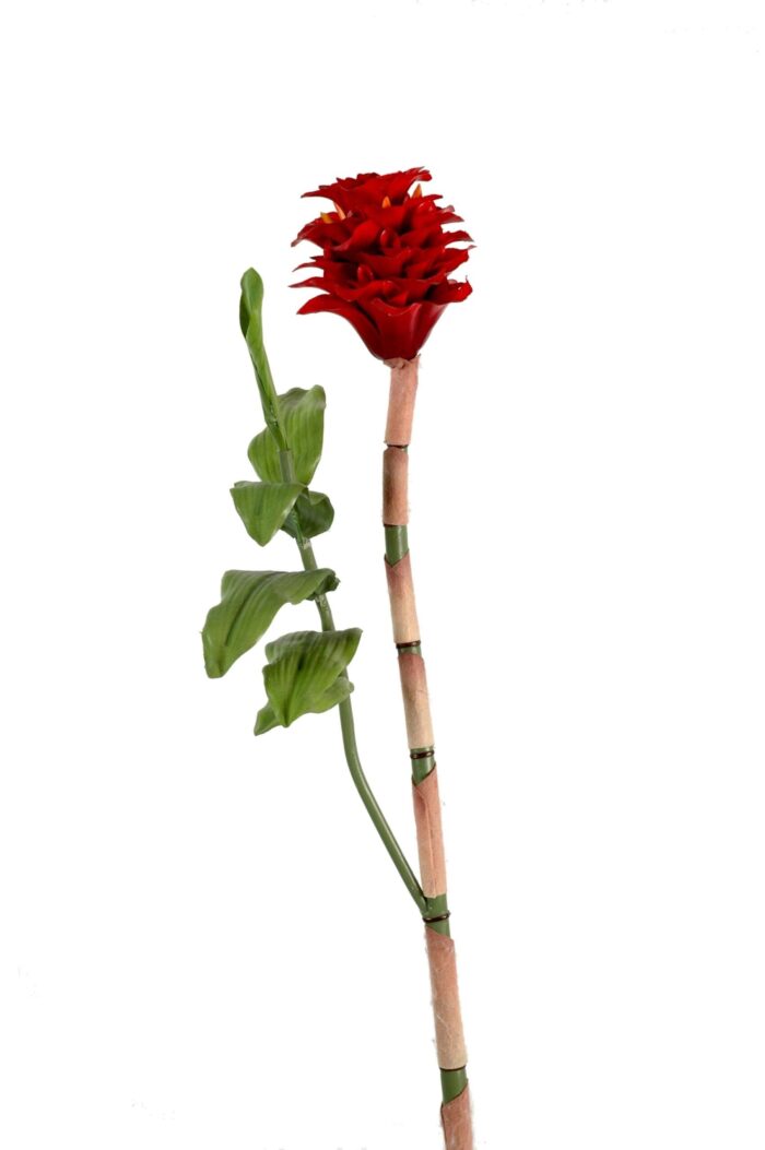 indonesian ginger scaled