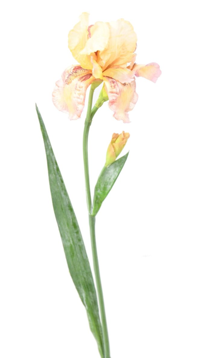iris 1 scaled