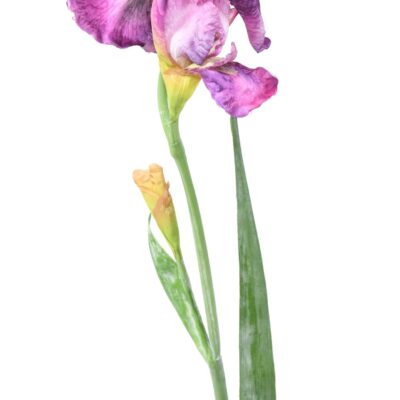 iris 2 scaled