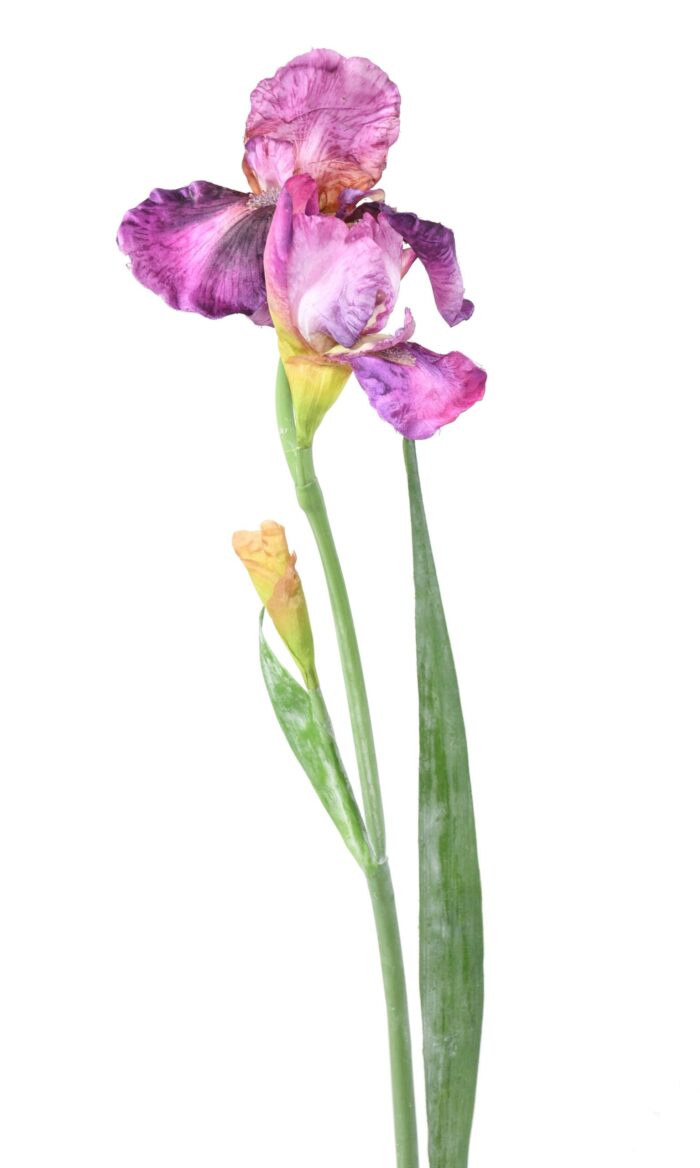 iris 2 scaled