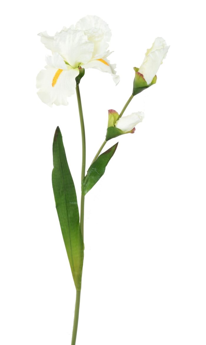 iris 3 scaled