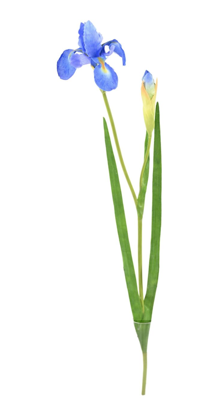 iris scaled