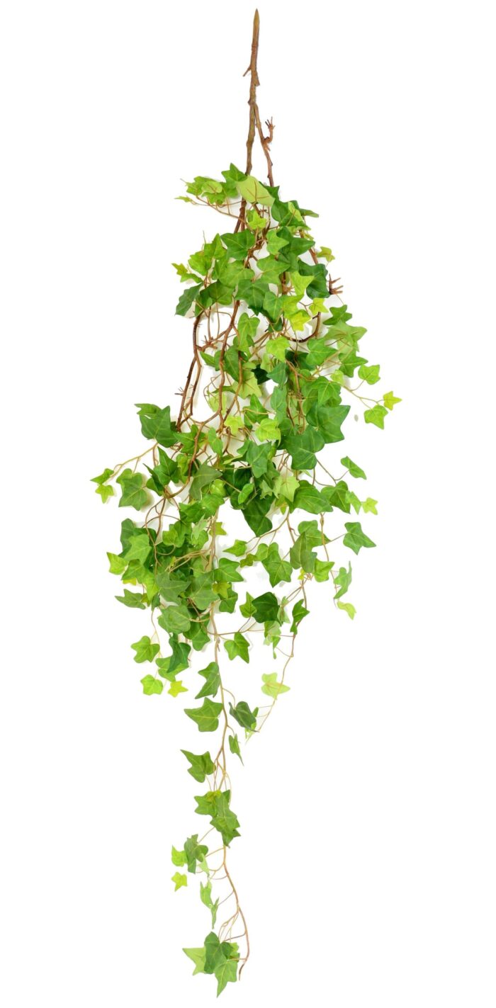 ivy 1m60 scaled