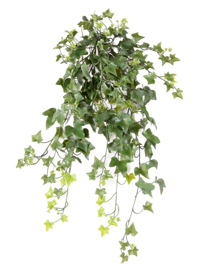 ivy 210 uv scaled