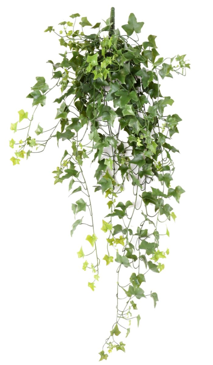 ivy 322 uv scaled