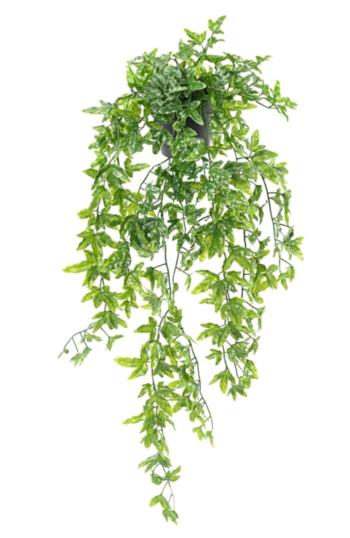 ivy 68 pot scaled
