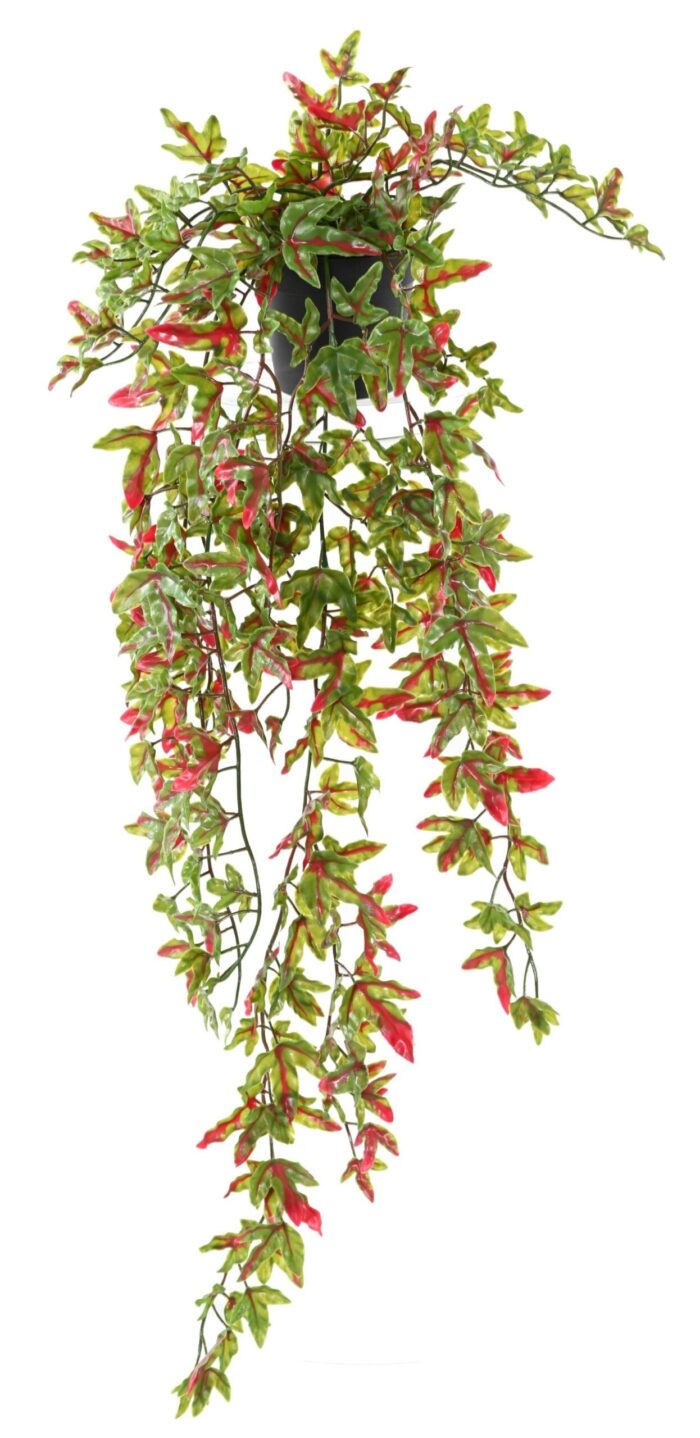 ivy 70 pot 1 scaled