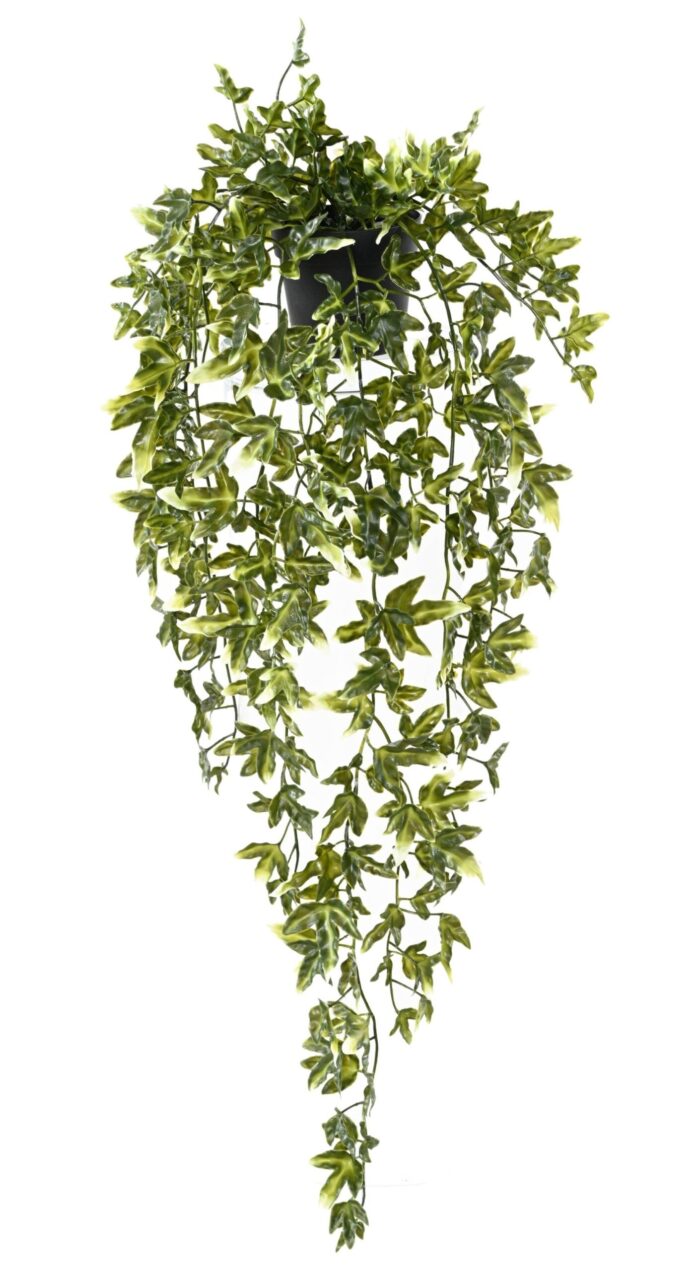 ivy 70 pot scaled