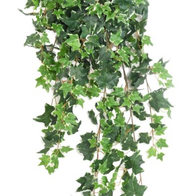 ivy dutch 125 scaled