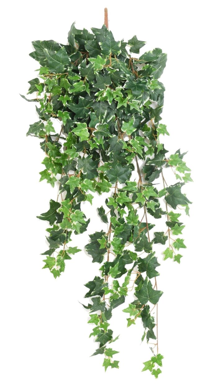 ivy dutch 125 scaled