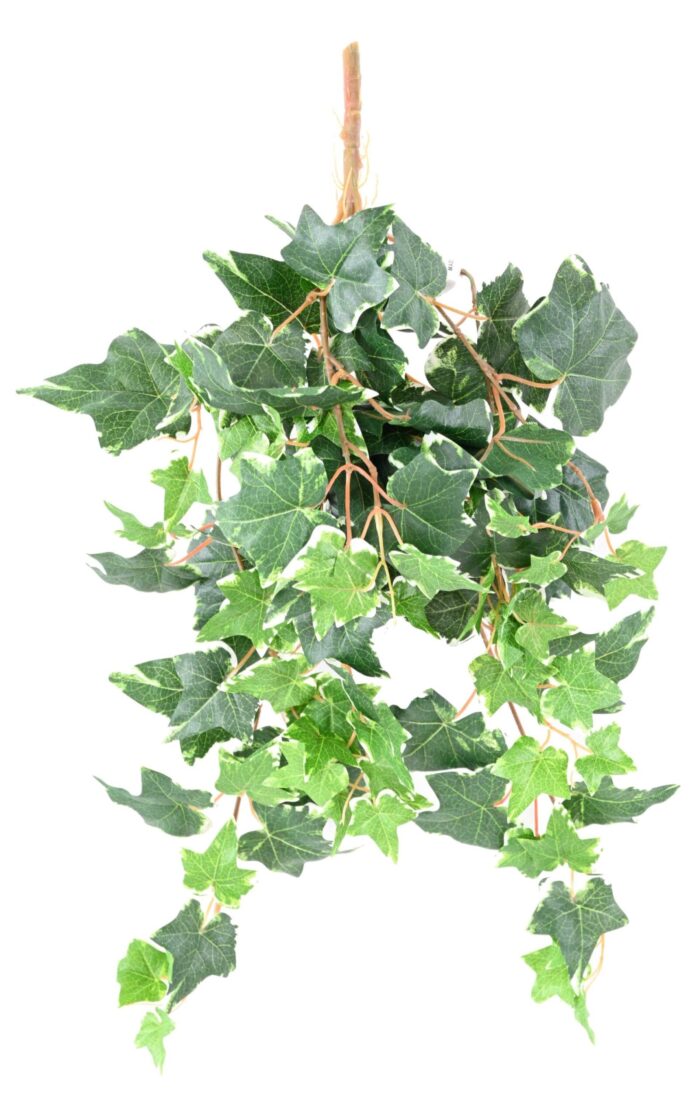 ivy dutch 60 scaled