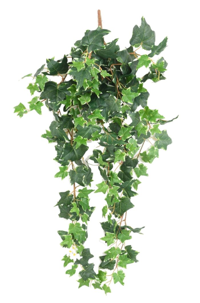 ivy dutch 90 scaled