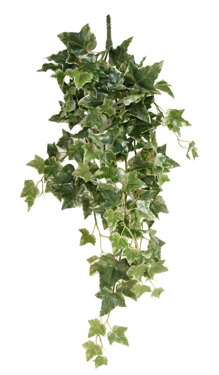 ivy dutch fall