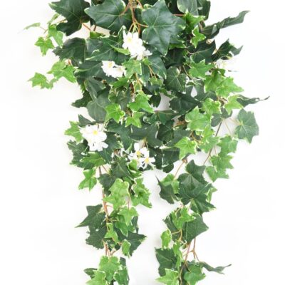 ivy dutch flower 90 scaled