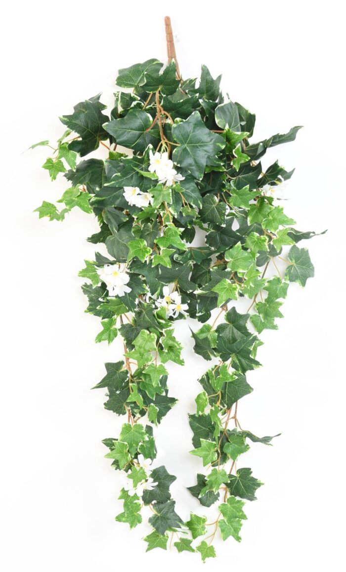 ivy dutch flower 90 scaled