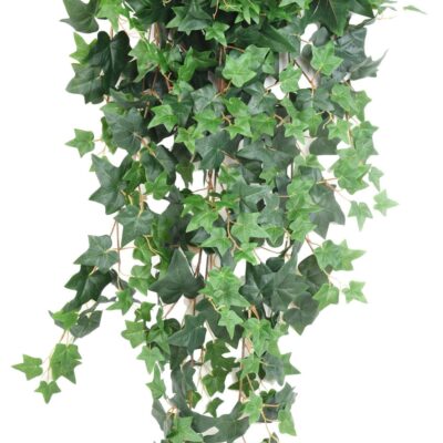 ivy english 130 scaled