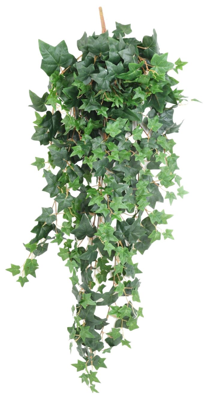 ivy english 130 scaled