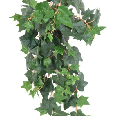 ivy english 65 scaled