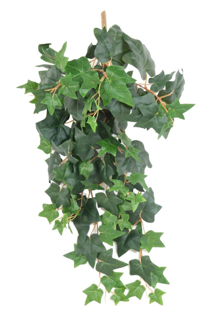 ivy english 65 scaled