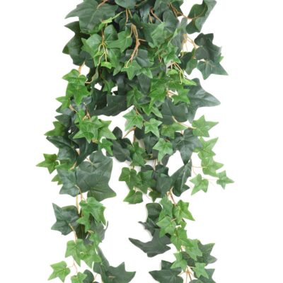 ivy english 90 scaled