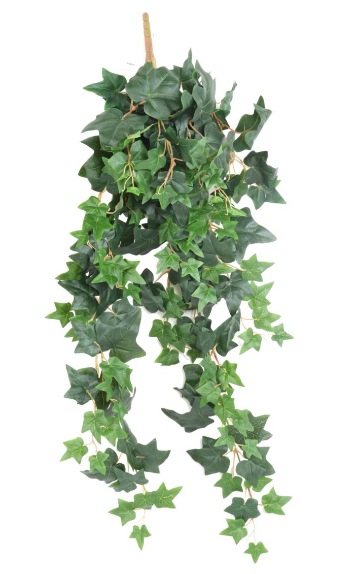 ivy english 90 scaled