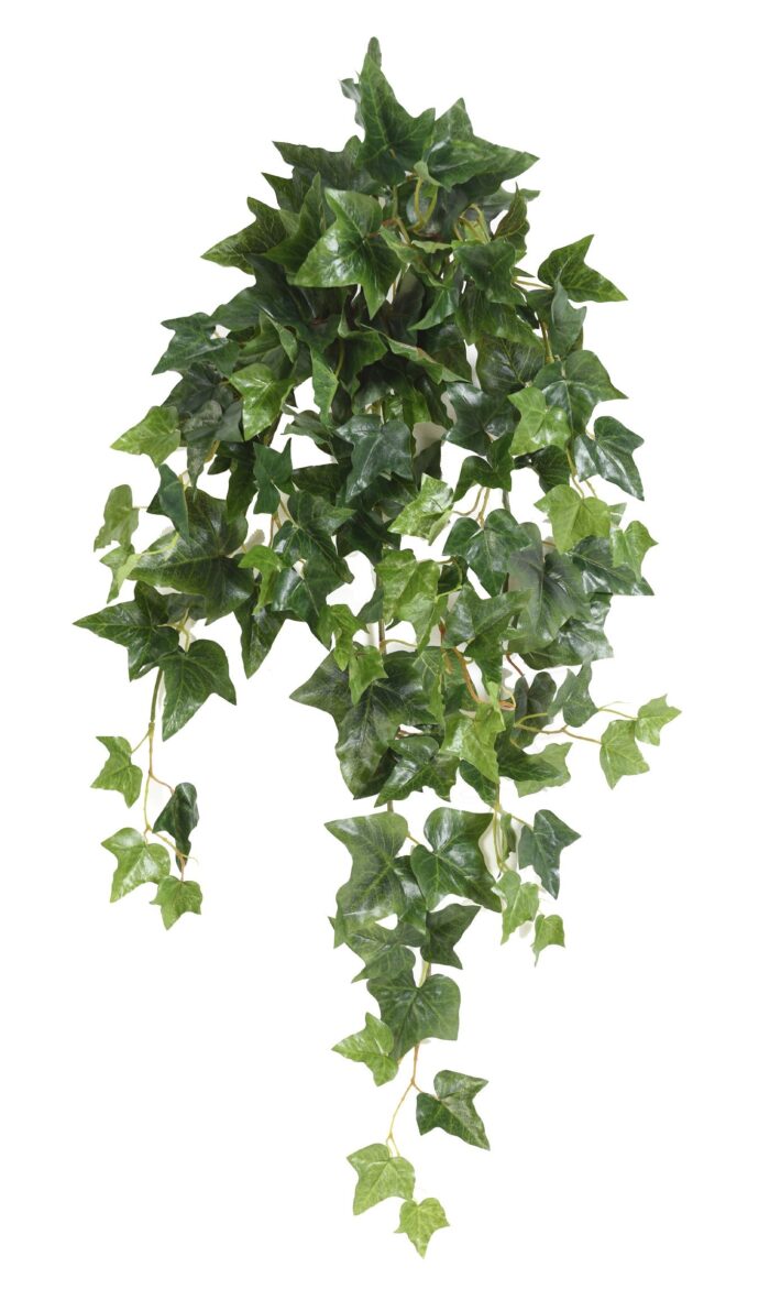 ivy english fall