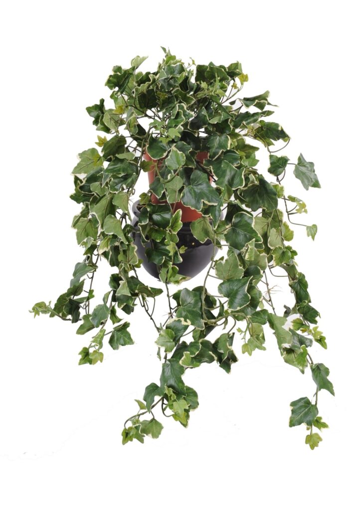 ivy gala331 uv 1 scaled