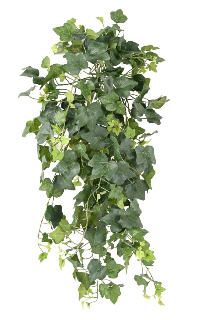 ivy gala331 uv scaled