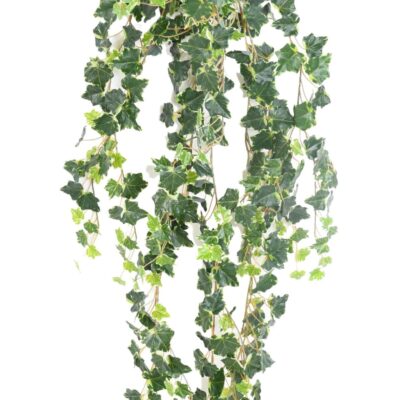 ivy medio 130 1 scaled