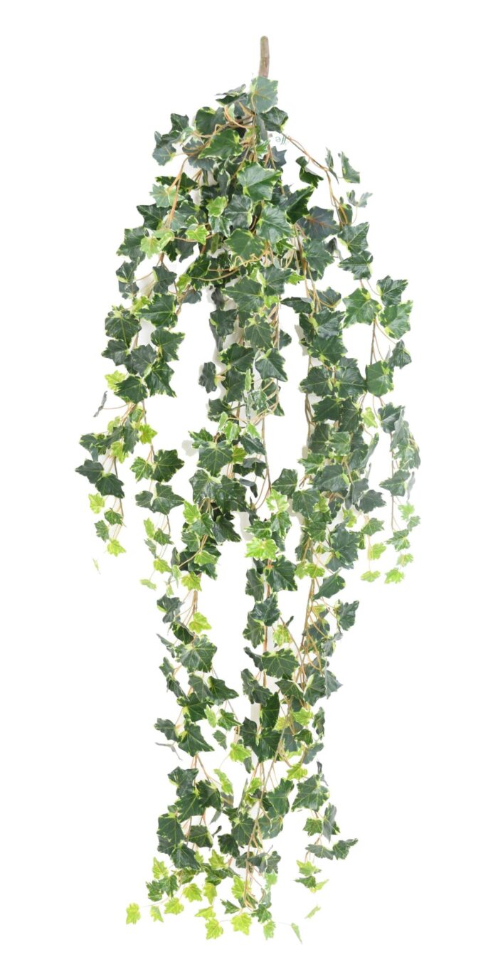 ivy medio 130 1 scaled