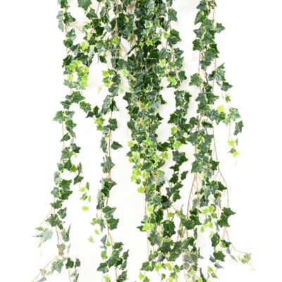 ivy medio 200 1 scaled